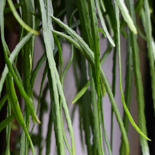 Rhipsalis boliviana - 6" HB