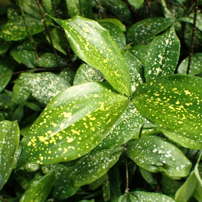 Dracaena surculosa - 4