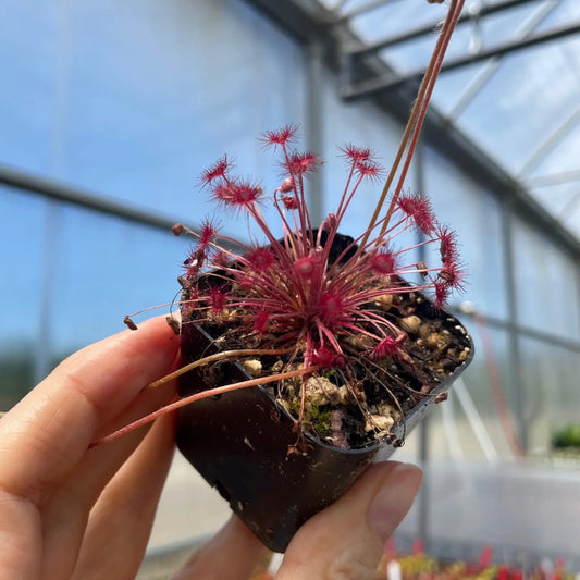Drosera paradoxa - 2"