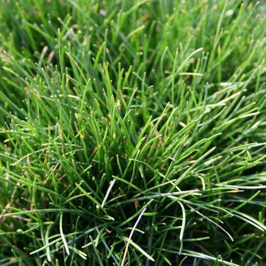 Eleocharis radicans - 3"