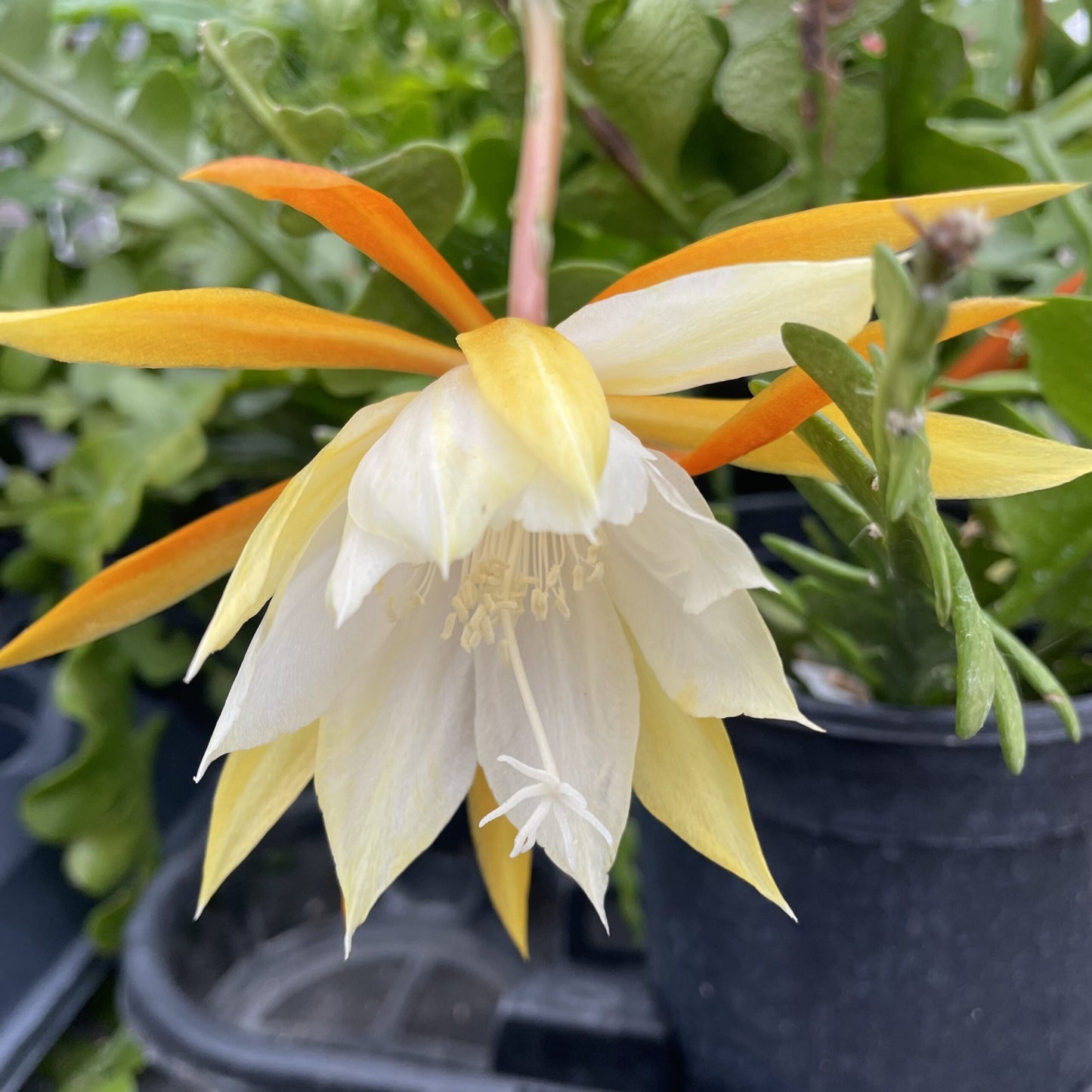 Epiphyllum anguliger - 3"