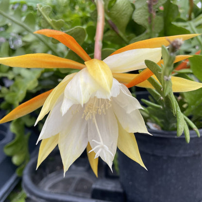 Epiphyllum anguliger - 3"