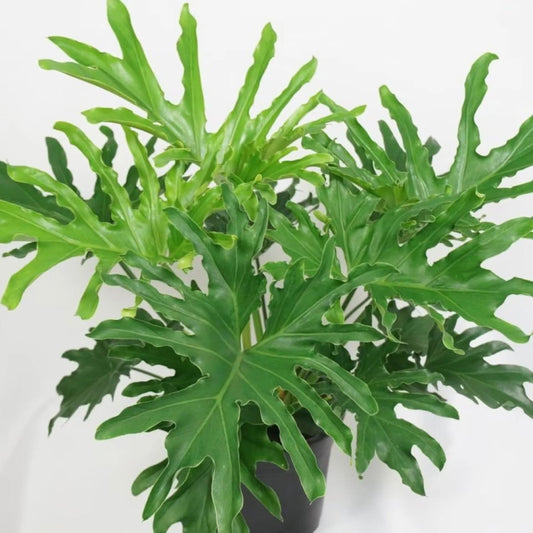 Philodendron 'Lickety Split' - 6"
