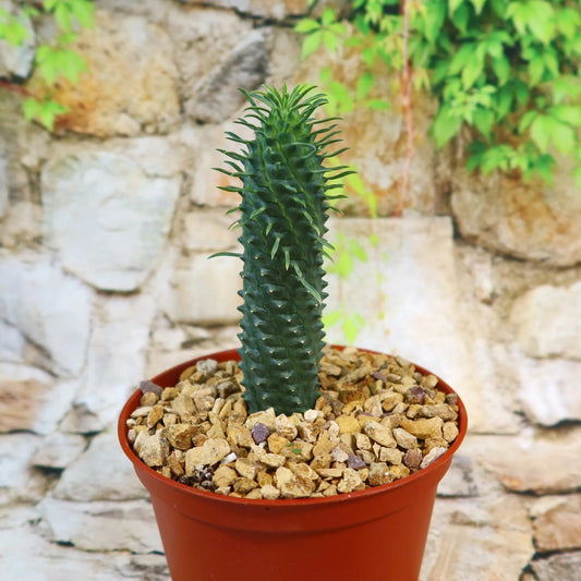 Euphorbia spiralis - 4"