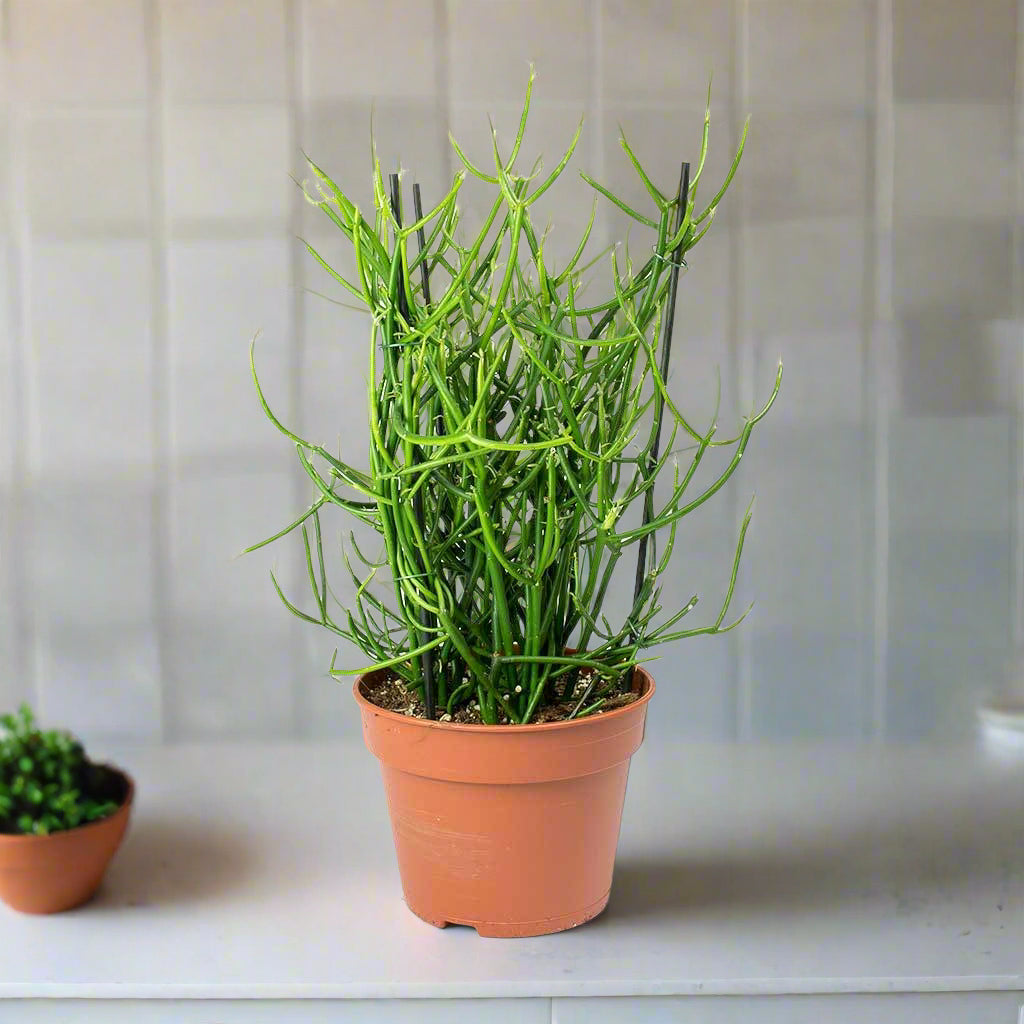 Euphorbia tirucalli  Firesticks - 6"