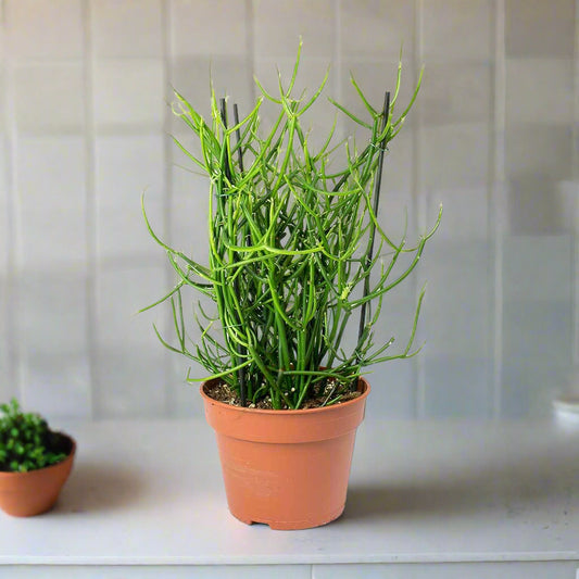 Euphorbia tirucalli  Firesticks - 6"