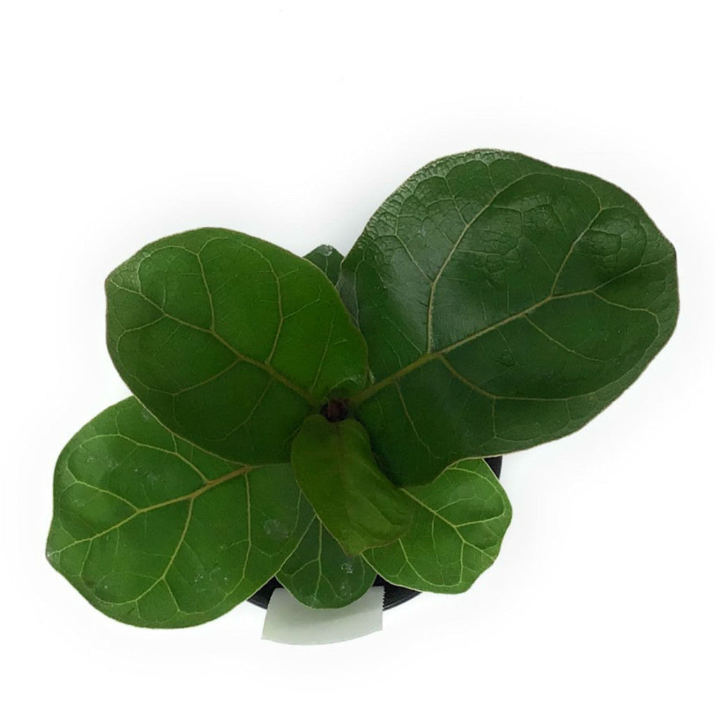 Ficus lyrata comp. 'Bambino' - 4"