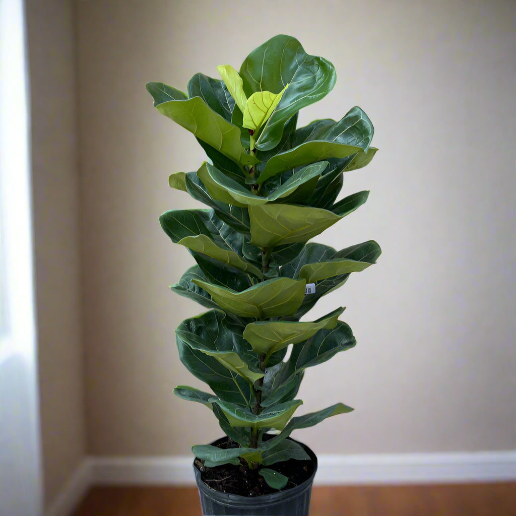 Ficus lyrata - 10