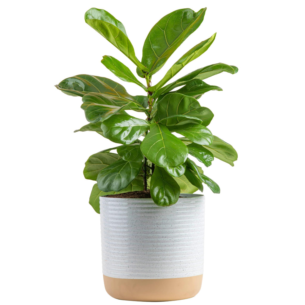 Ficus lyrata - 8