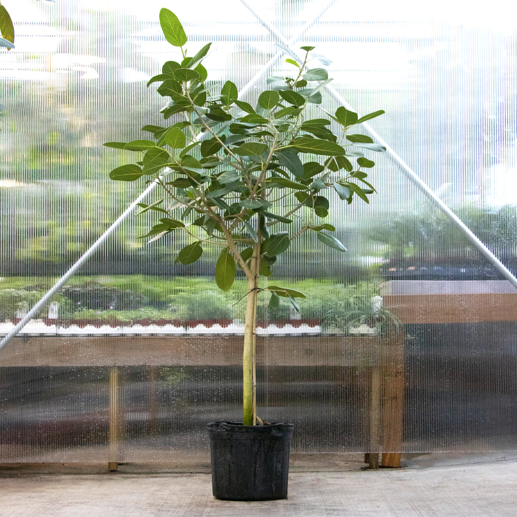 Ficus Audrey - 14" (standard)
