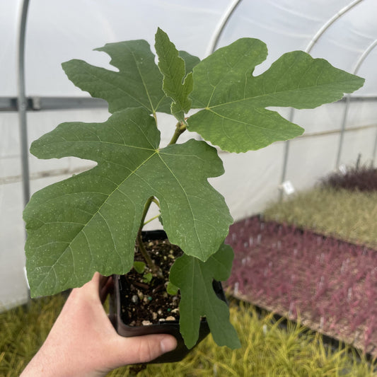 Ficus carica 'Fignomenal' - 4.5"