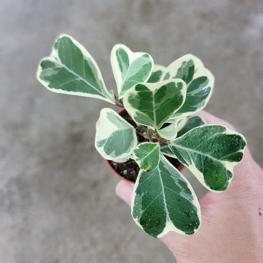 Ficus triangularis variegata - 12"