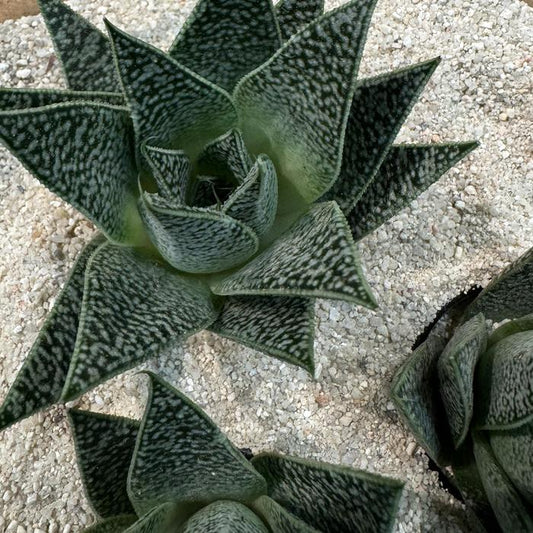 Gasteria 'Robin' - 4"