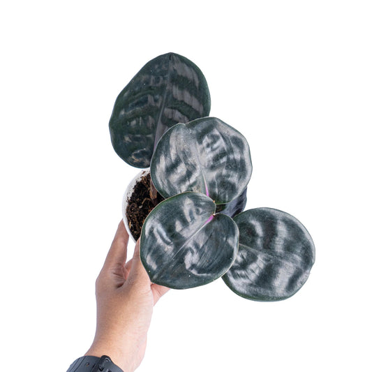 Geogenanthus ciliatus - 2"