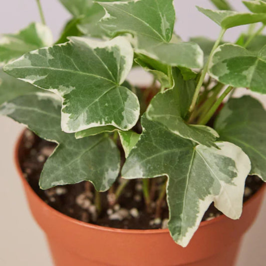 Hedera helix 'Glacier' - 4"
