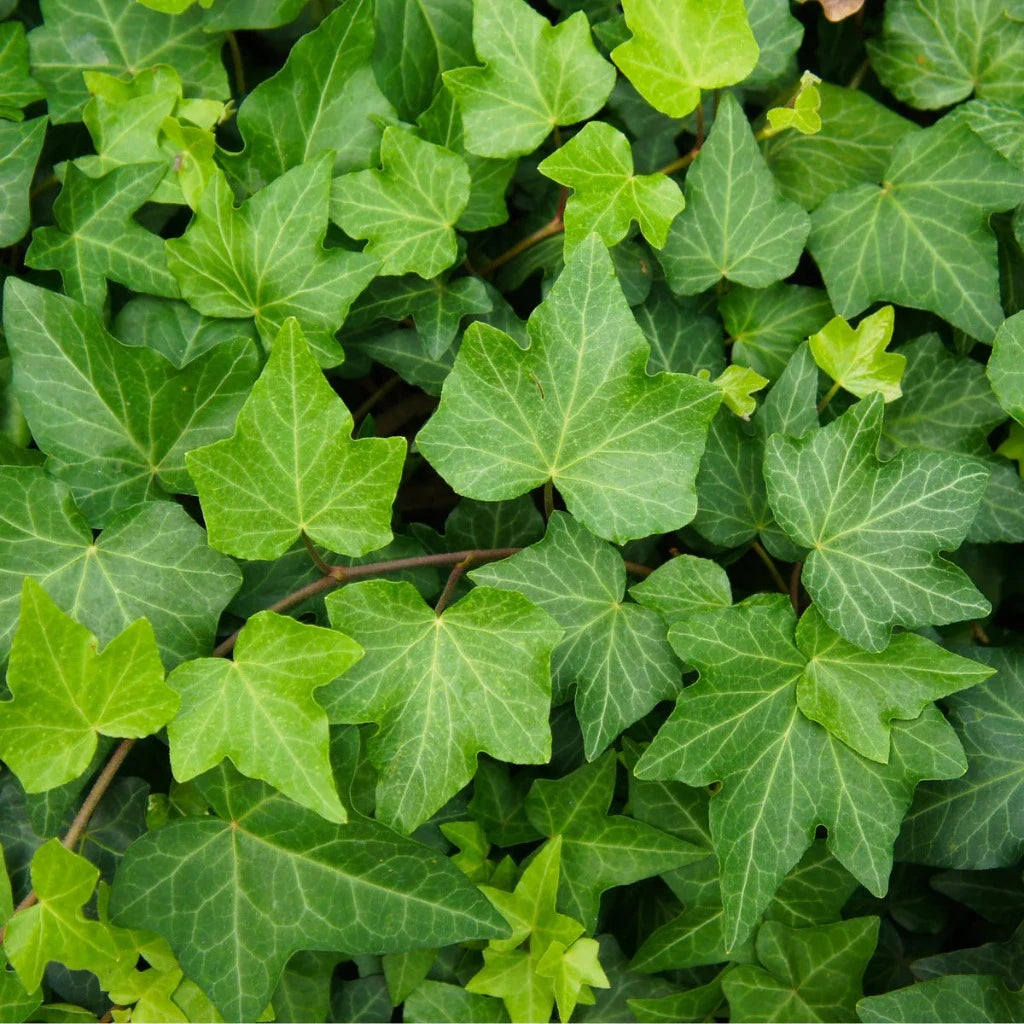 Hedera helix green - 6