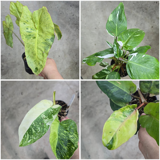PLHC - Assorted 4"