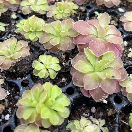 Pinguicula 'Guatemala' - 2"