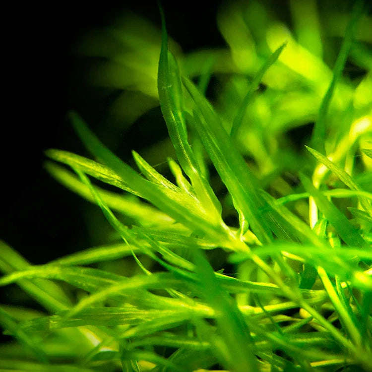 Guppy Grass - 4"