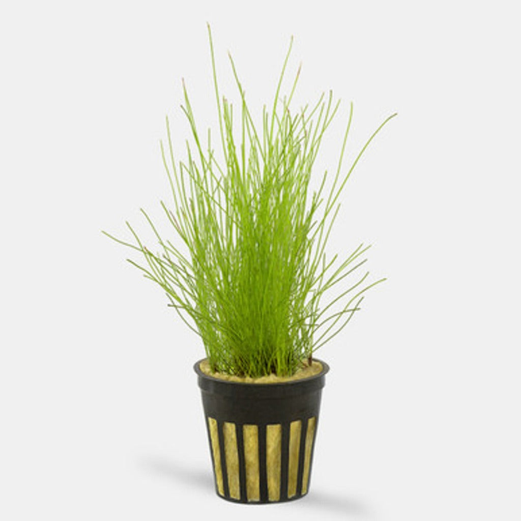 Dwarf Hairgrass - mat