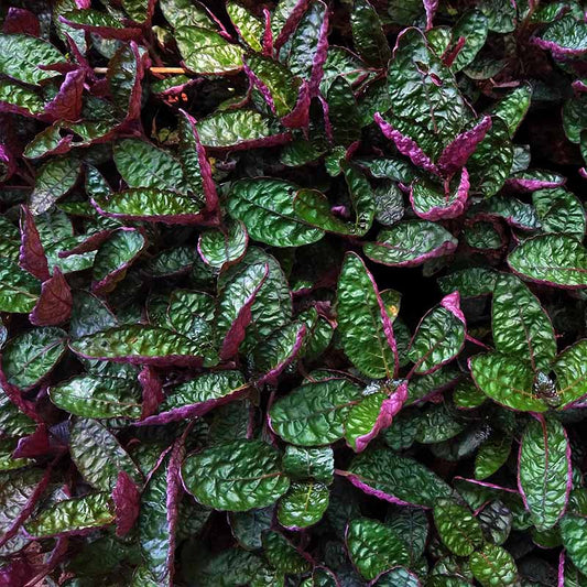 Purple Waffle Plant - bunch