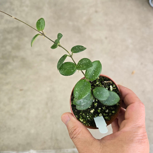 Hoya 'Mathilde Splash' - 3"