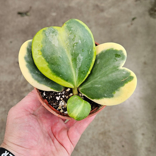 Hoya kerrii 'Variegata' - 4"