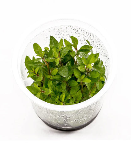 Staurogyne repens - 2" (TC)