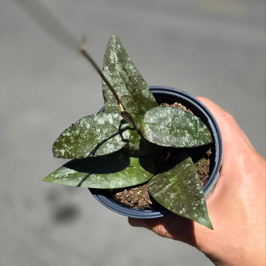 Hoya sumatra - 4"