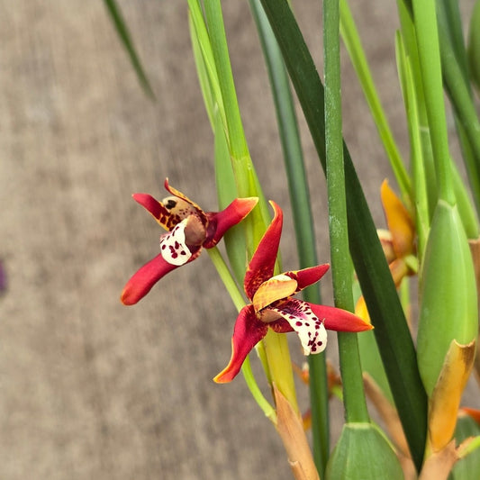 Maxillaria tenuifolia 'red' - 4"