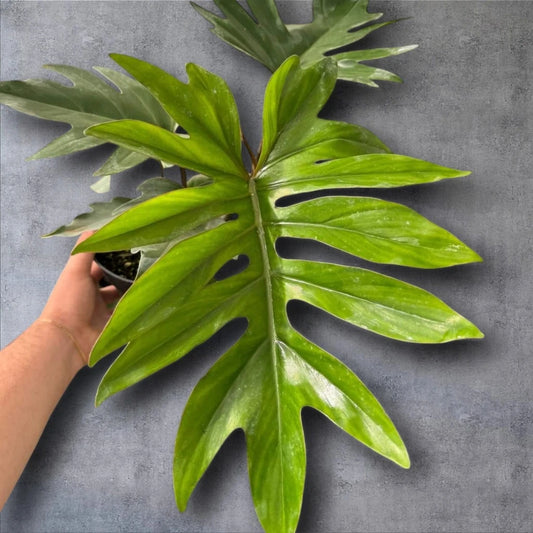 Philodendron mayoi 'Tahiti' - 2 gallon
