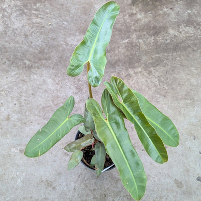 Philodendron atabapoense - 6"
