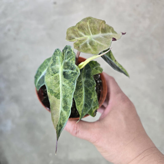 Alocasia amazonica 'Aurea Splash' - 4"