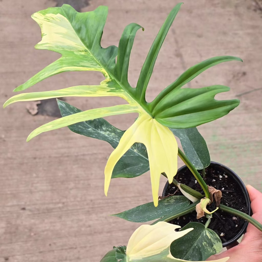 Philodendron 'Florida Beauty Variegata' x 'Tortum' - 4"