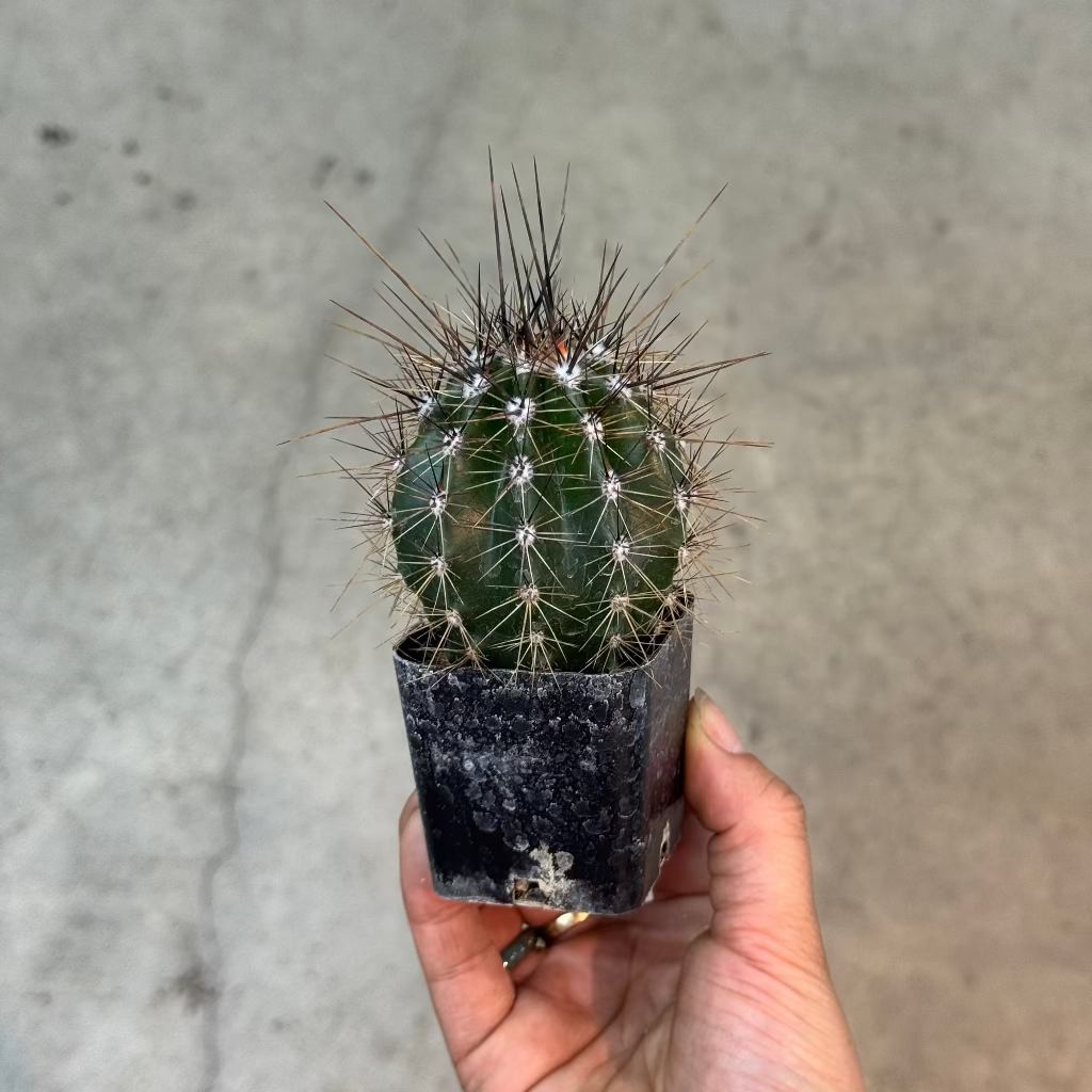 Saguaro cactus - 2"