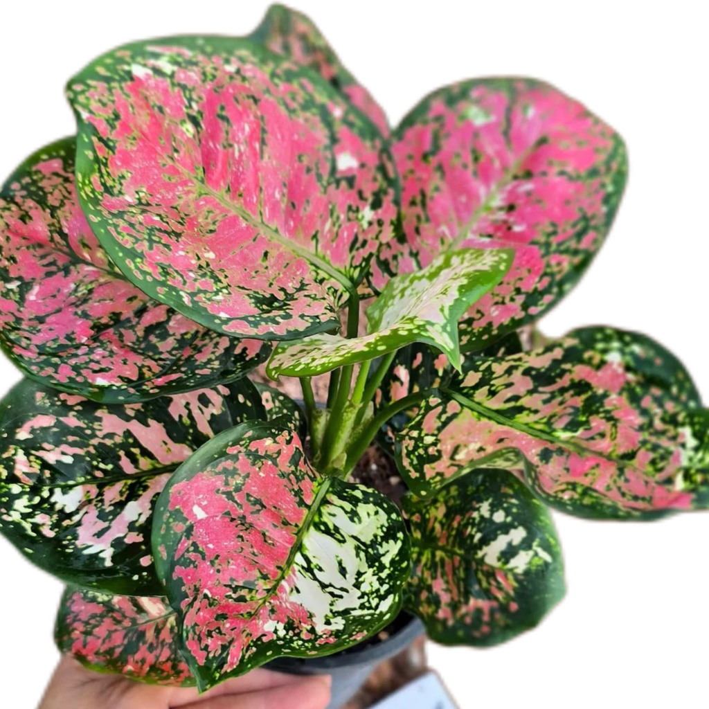 Aglaonema 'Anyamanee Tricolor' - 4"