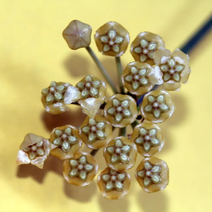 Hoya benitotanii - 4"