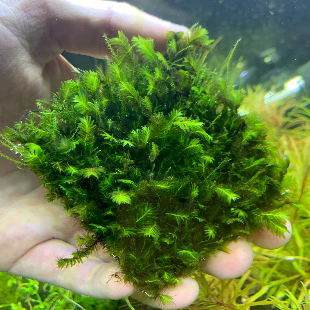 Fissidens nobilis - 3" 5" mat