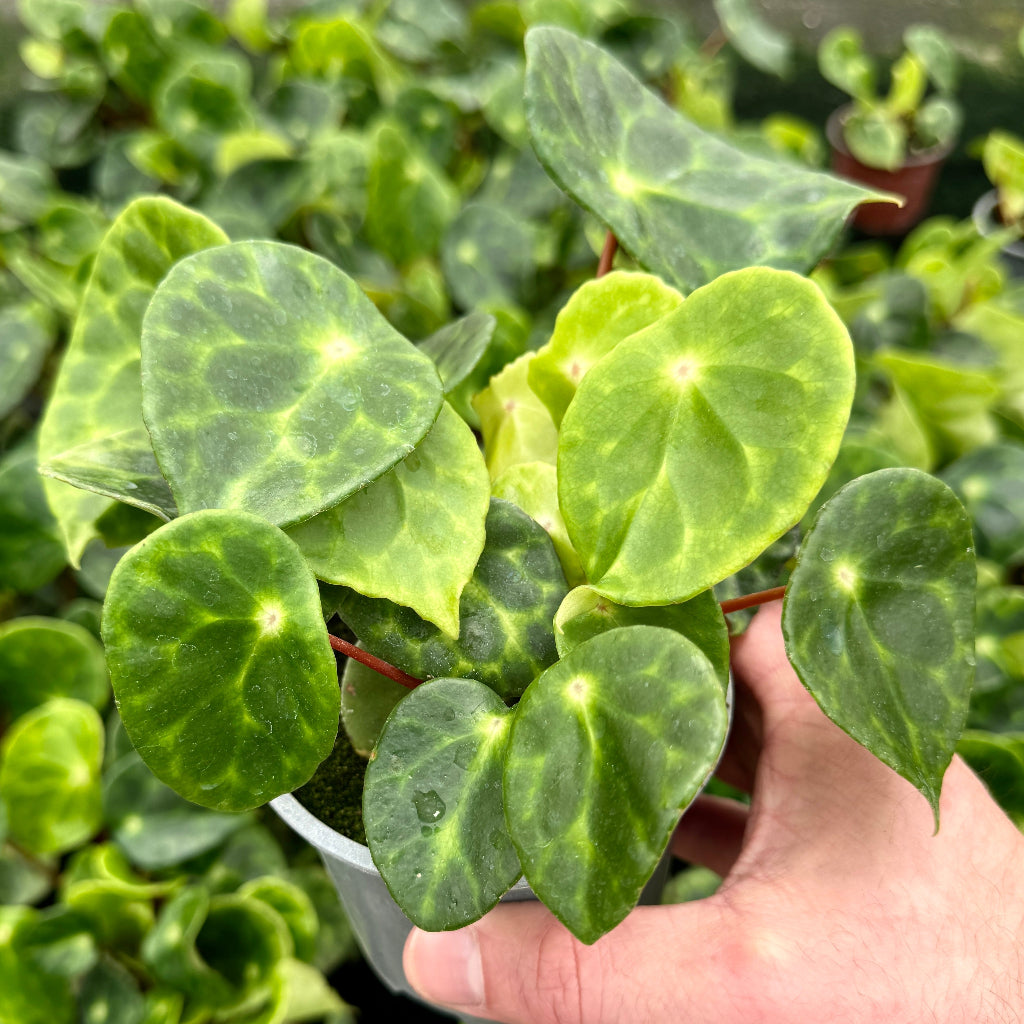 Begonia Kingiana - 4"