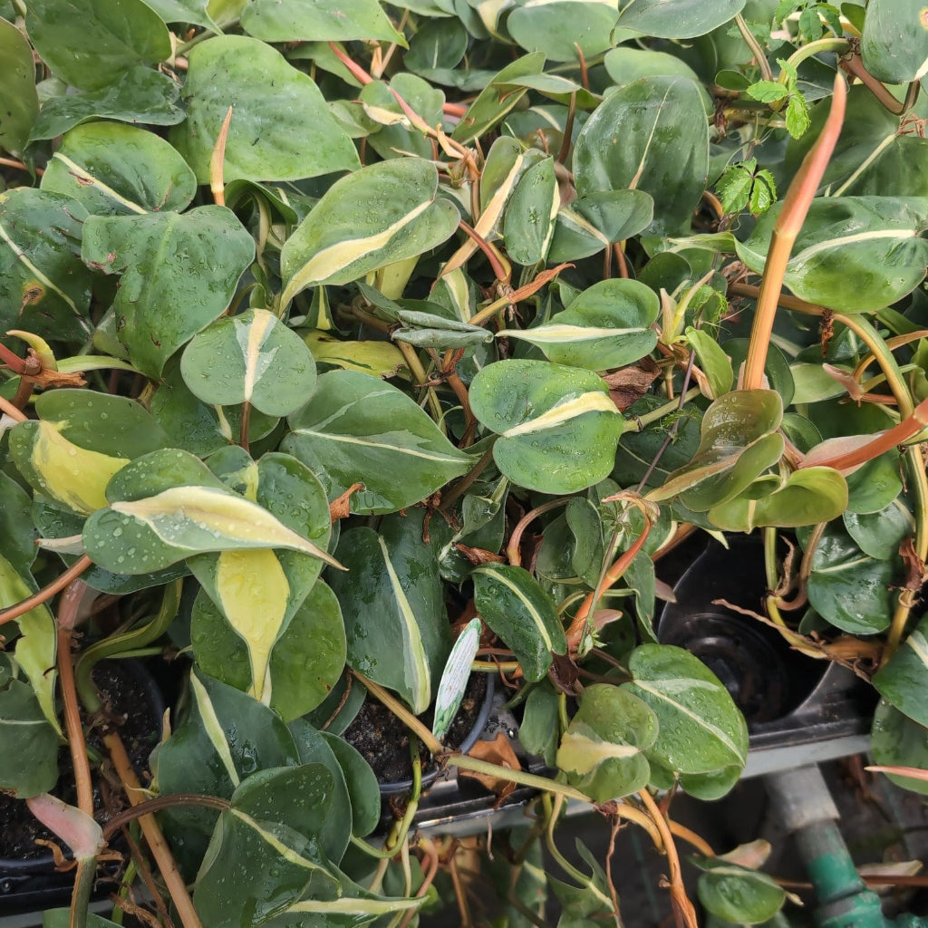 Philodendron hederaceum 'Silver Stripe' - 4