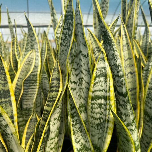 Sansevieria trifasciata var. laurentii - 8"
