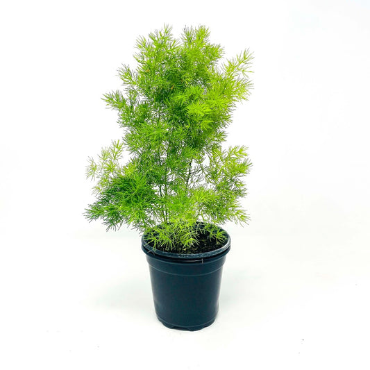 Asparagus macowanii - 6"