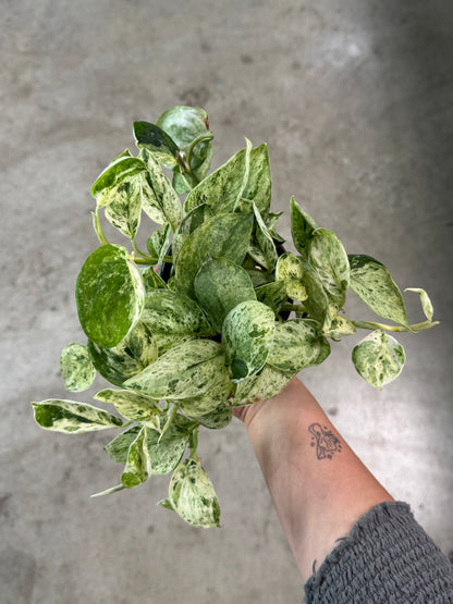 Scindapsus 'Marble  Queen' - 4"