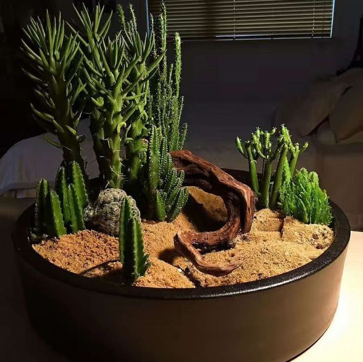 Desert Terrarium Workshop - June 12th