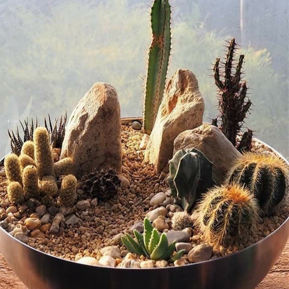 Desert Terrarium Workshop - June 12th