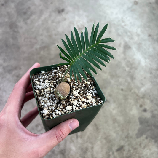 Dioon edule - 4"