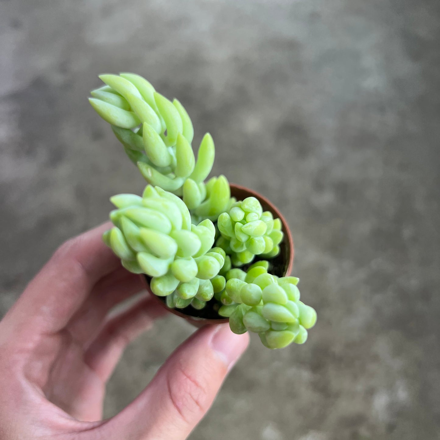 Sedum morganianum - 2"