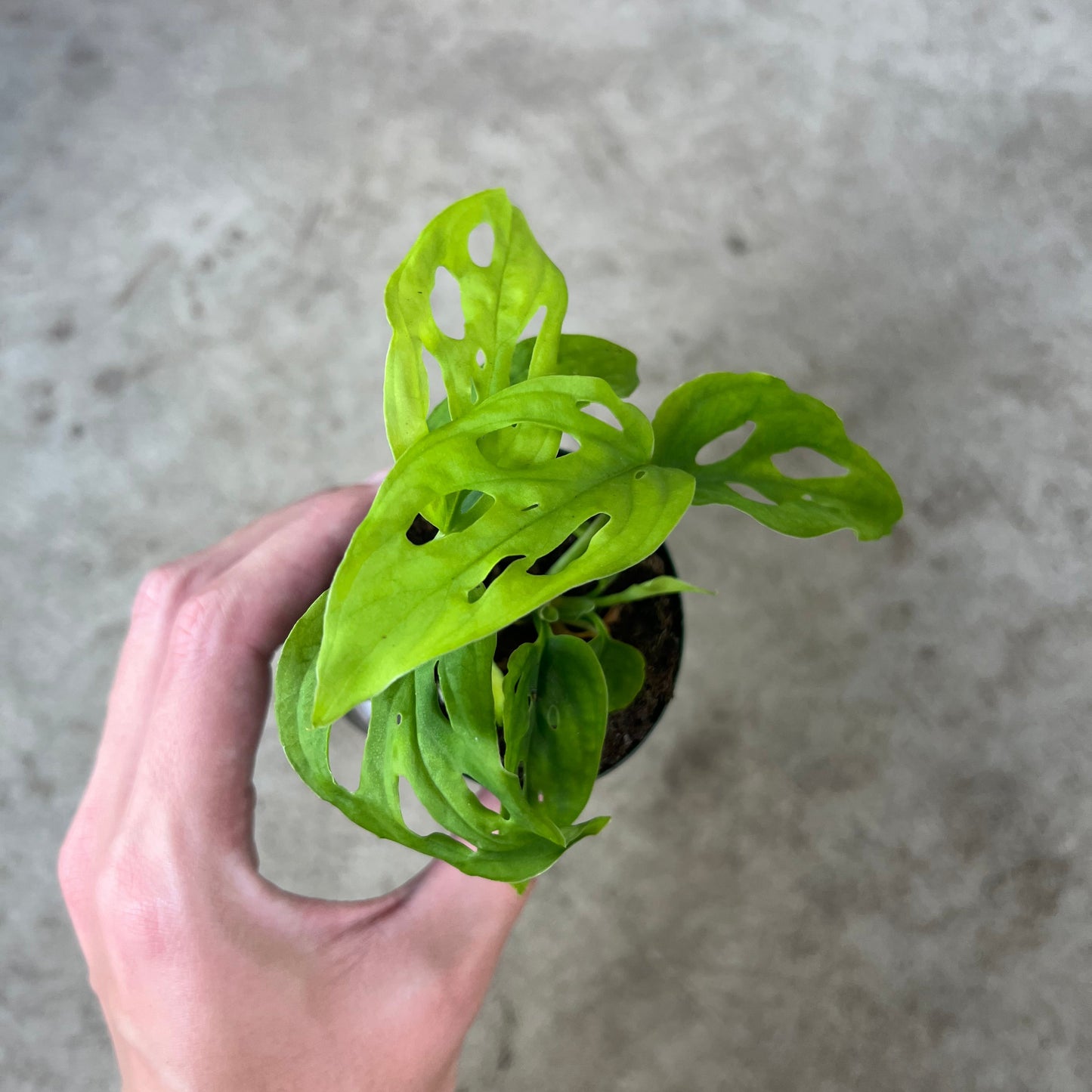 Monstera adansonii narrow form - 2.5"