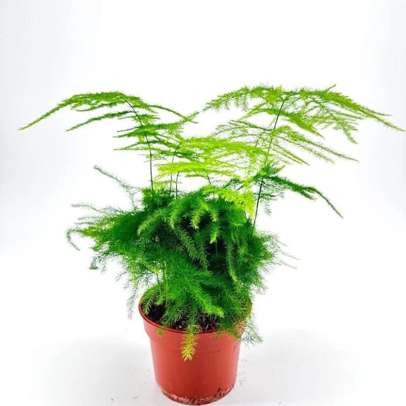 Asparagus setaceus - 6"