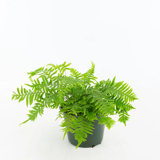 Polypodium formosanum 'Cristatum' - 6"